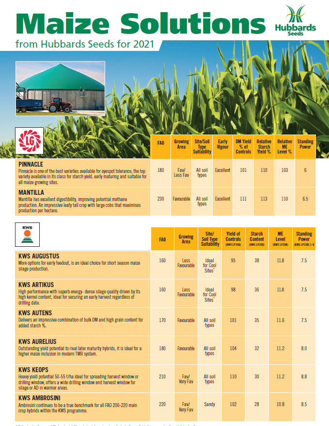 Hubbards Seeds Top Maize Varieties Available from Hubbards Seeds