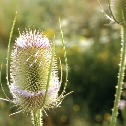 Wildflowers image