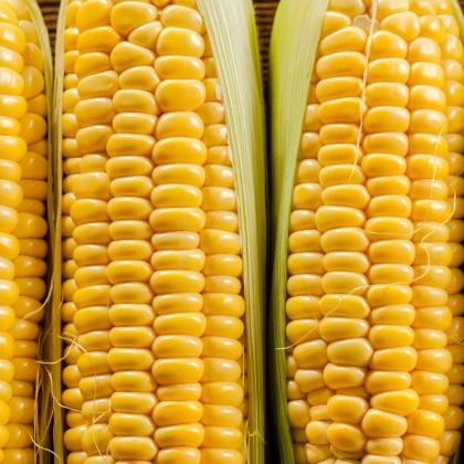 Maize cobs in a row