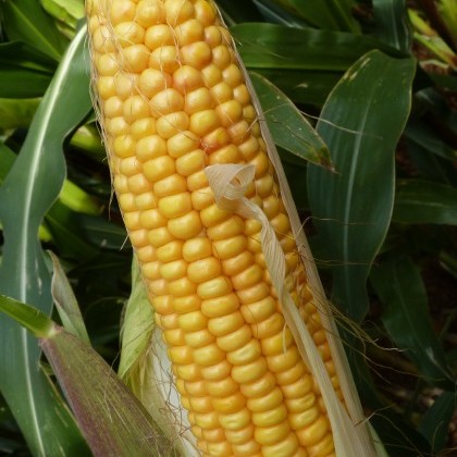 Maize cob on plant