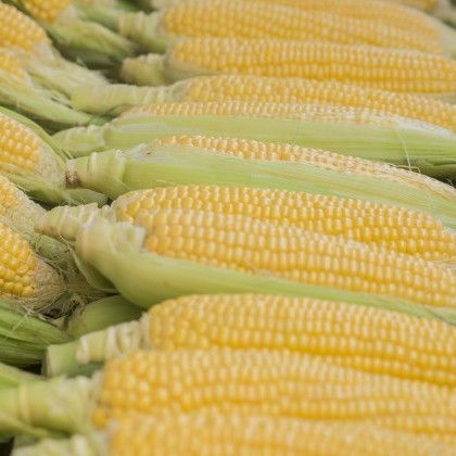 Maize Cobs in a row