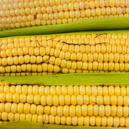 Three maize cobs