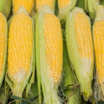 Maize cobs stacked