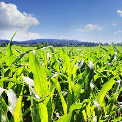 Maize image