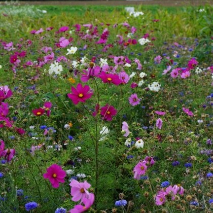 Colour Splash Amenity Flower Mixtures image