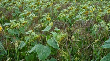 Help the Environment - Earn £640