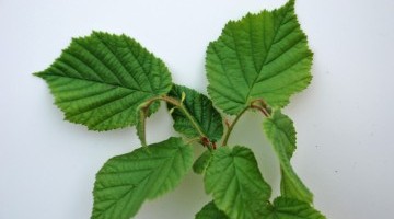 Trees & Hedging Bundles Available from Hubbards Seeds