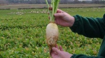 BENEFITS OF CATCH CROPS