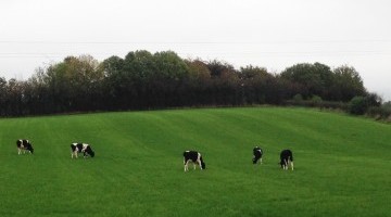 Top Grass Yields in Yorkshire