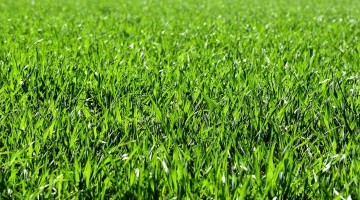Overseeding Grassland - Simple Steps 