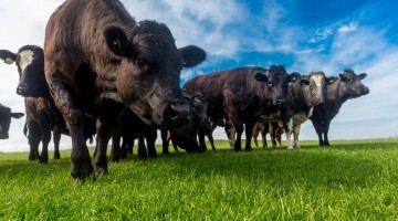 Grass Seed for Reseeding