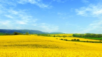 New Companion Crop Mixes for OSR