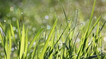 Do I need to reseed? 