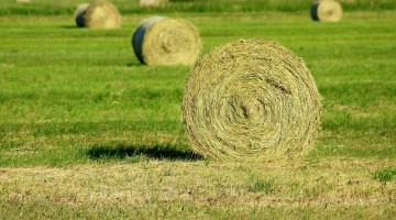 Grassland Opportunities for Arable Farmers