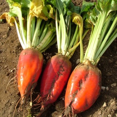 Blaze Fodder Beet photo