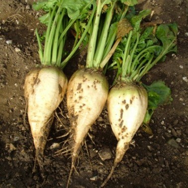 Blizzard Fodder Beet photo