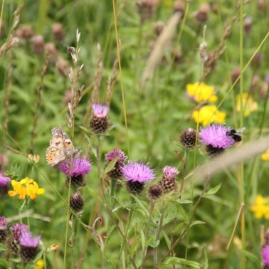 CS AB8 / SFI IPM2 WILDFLOWER MEADOW & MARGIN (CSS3)  photo