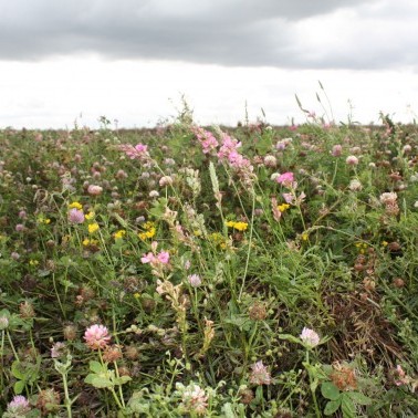 CS AB1 / SFI AHL1 - 3 YEAR NECTAR FLOWER MIX STANDARD (CSS4) photo