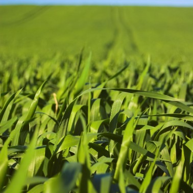 Joy FAO 150/160 photo