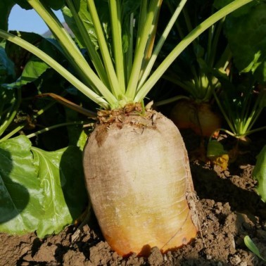 Geronimo Fodder Beet photo