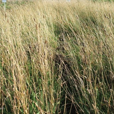 Reed Canary Grass photo