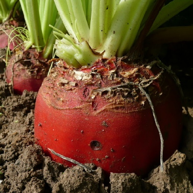 Monro Fodder Beet photo