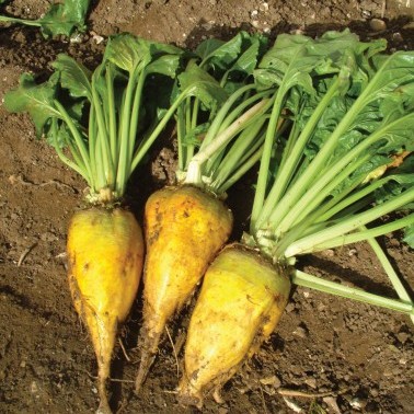 Robbos Fodder Beet photo