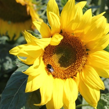 hubbards seeds