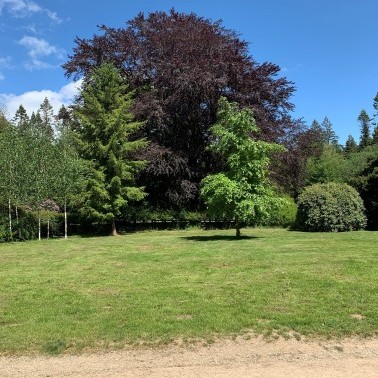 Trees & Hedging photo