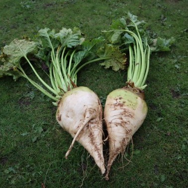 Viridis Fodder Beet photo